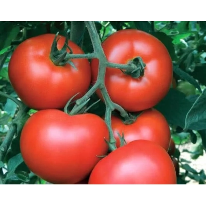 Ripe red tomatoes on vine - ALMEIDA