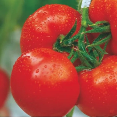 Свежие красные томаты сорта Альтаир на ветке с каплями воды