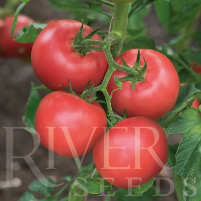 Крупный план красных томатов на ветке с логотипом River Seeds - АЛЬЗЕТ