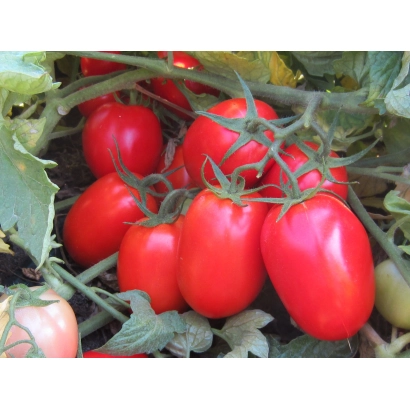 Спелые красные томаты сорта Аля на ветке