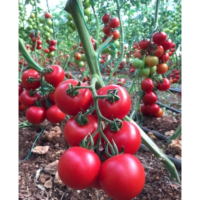 Ripe red tomatoes on the vine - ALEZI