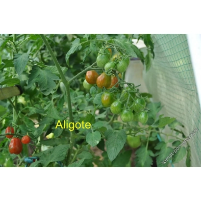 Томат Алиготе на растении