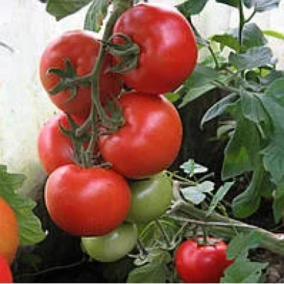 Спелые и зеленые томаты на ветке - Алинди 811