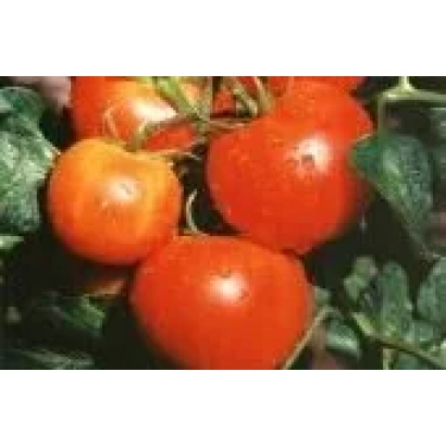 Дозрілі червоні помідори сорту АЛЛА-2 F1 на гілці