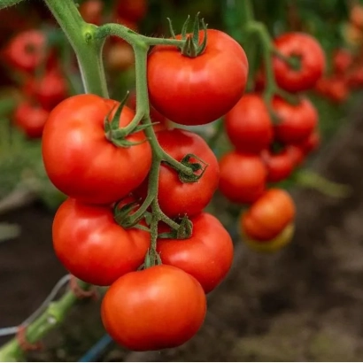Кисти красных томатов на ветвях в теплице - АЛОНСИЯ