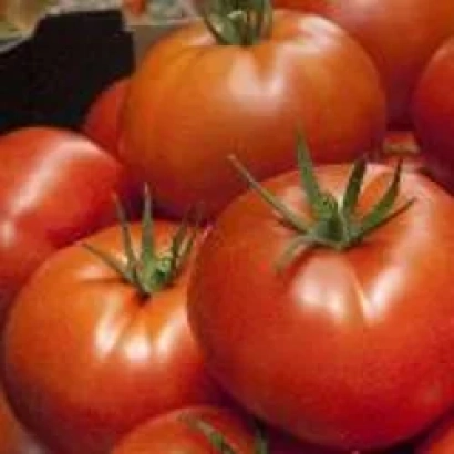 Свежие красные томаты сорта АЛЬТАДЕНА