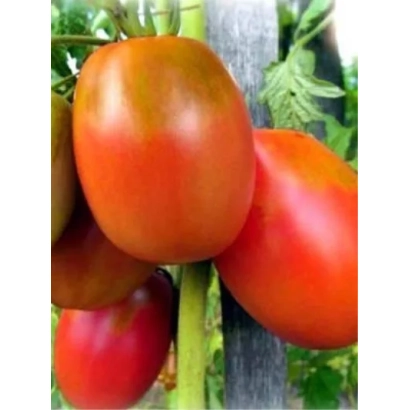 Спелые красные томаты сорта Алтаечка на ветке