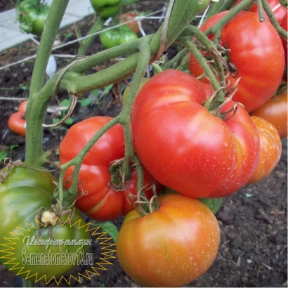 Томаты сорта Алтайский Богатырь на кусте