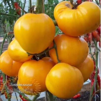 Желтые помидоры на ветке - АЛТАЙСКИЙ МЕД