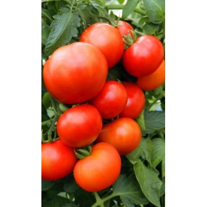 Красные помидоры на ветке - Алтайский Шедевр