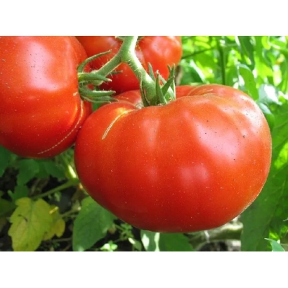 Красные помидоры на ветке - Алые Паруса