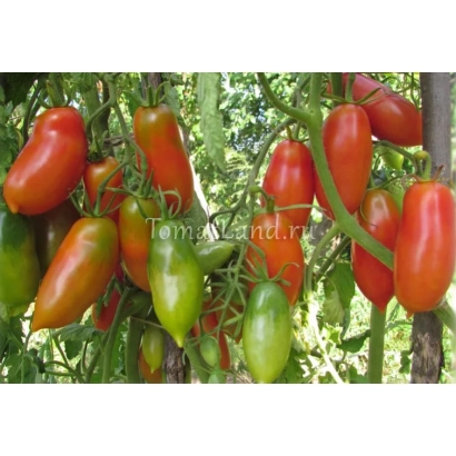 Спелые и зеленые томаты на ветвях растения - Алые Свечи