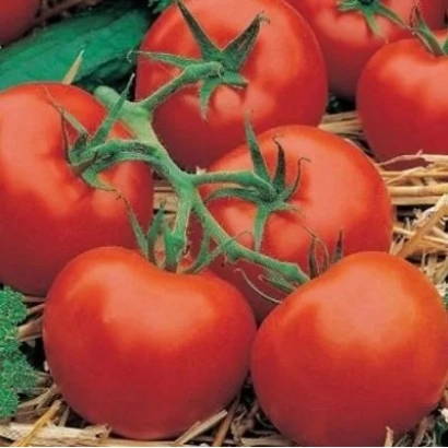 Ripe red tomatoes of the Red Frigate variety on the vine