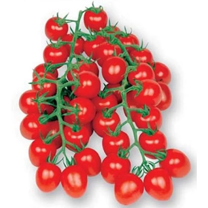 Свежие помидоры черри на ветке - АМАККО
