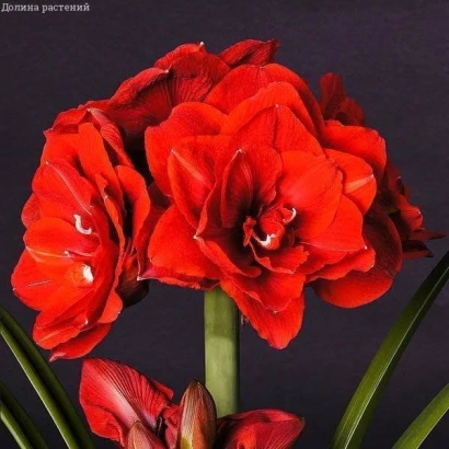 Красные цветы амариллис на темном фоне