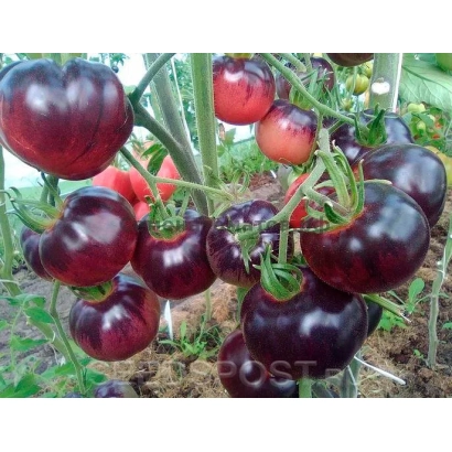 Дозрілі темно-фіолетові помідори сорту Аметист на кущі
