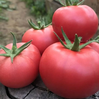 Крупные красные томаты на деревянной поверхности - Амфион