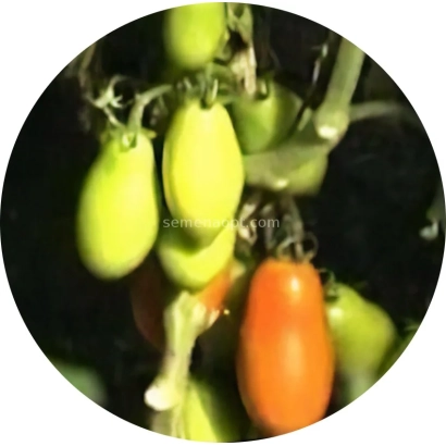 Спелые и незрелые помидоры сорта Ампир на ветке