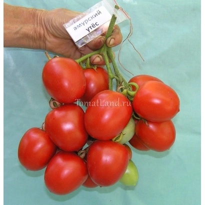 Красные томаты сорта Амурский Утес на ветке