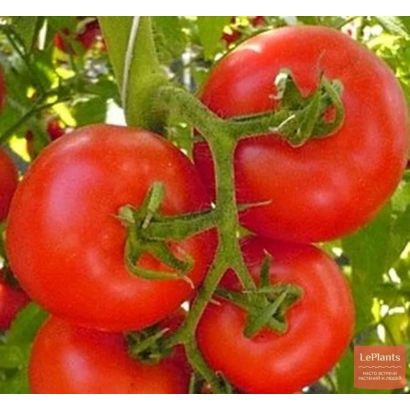 Крупный план спелых красных томатов на ветке - Анабел F1