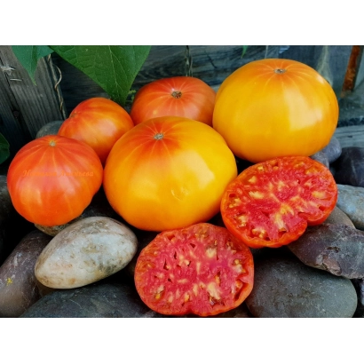 Свежие помидоры желто-оранжевого цвета с разрезанными плодами, демонстрирующими мякоть, на фоне камней и зелени. - Ананасовый Король