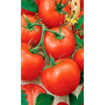 Красные томаты на ветке с зелеными листьями и цветками - Анита