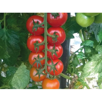 Свежие красные томаты на ветке с зелеными листьями - Аннаиса