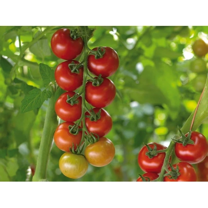 Red and yellow tomatoes on plant branches - ANNA-MEY