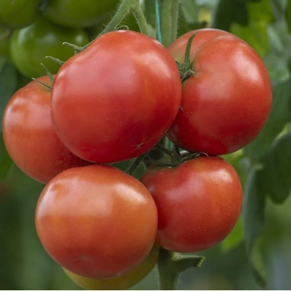 Спелые красные томаты на ветке - Анненфельд