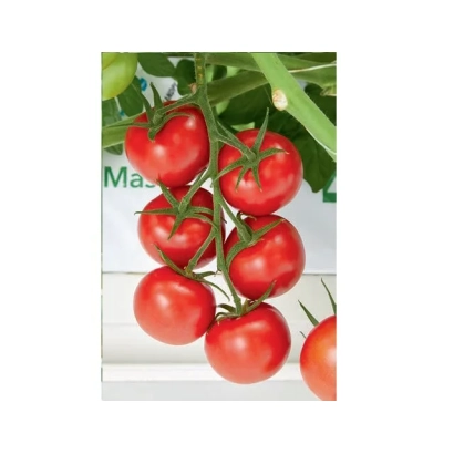 Свежие красные томаты сорта ANNICO COUV на ветке - АННИКО КОУВ