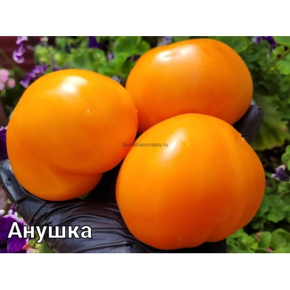 Томати сорту Аннушка на фоні зелені