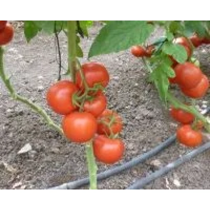 Спелые томаты на кусте в поле - АНСАМБЛЬ