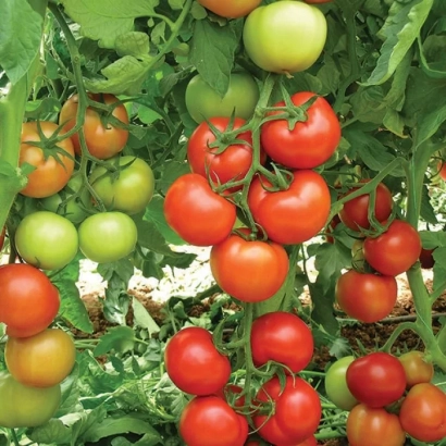 Томаты сорта Анталия F1 на ветвях