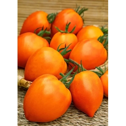 Свежие оранжевые томаты сорта Янтарный купол на деревянной поверхности