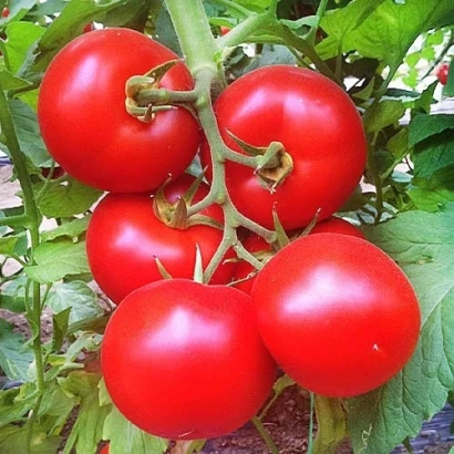 Красные помидоры на ветке - АНТЕЛАИСИ