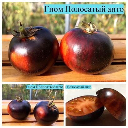 Томаты сорта Гном Полосатый анто на деревянной поверхности - АНТОНОВ