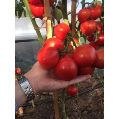Красные томаты сорта АНТЮФЕЙ на ветке, держатся в руке