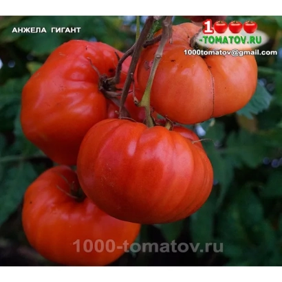 Крупные красные томаты сорта Анжела Гигант на ветке