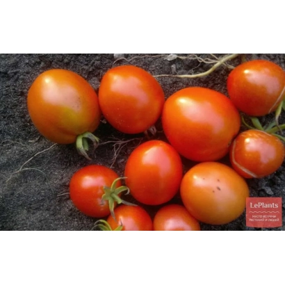 Свежие красные томаты сорта Анжелика на темном фоне