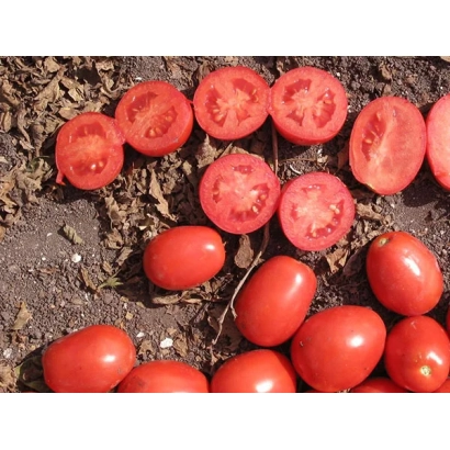 Red tomatoes on soil without packaging or label - Upgrade F1
