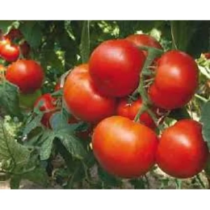 Спелые красные томаты на ветке - АПОФЕОЗ