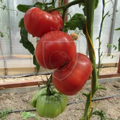 Красные и зеленые томаты на ветке в теплице - ЯПОНСКИЙ КРАБ