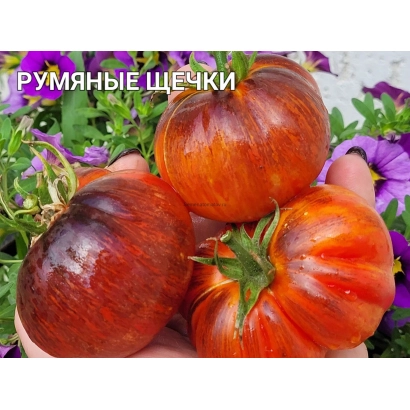 Томаты сорта Румяные Щечки на ладони - Аппетитные Щечки