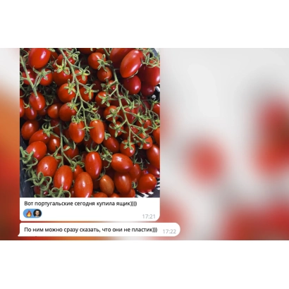 Красные томаты сорта АПРИОРИ на ветвях