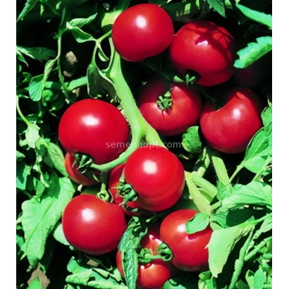 Красные томаты на ветвях растения - АРАКЕЛ