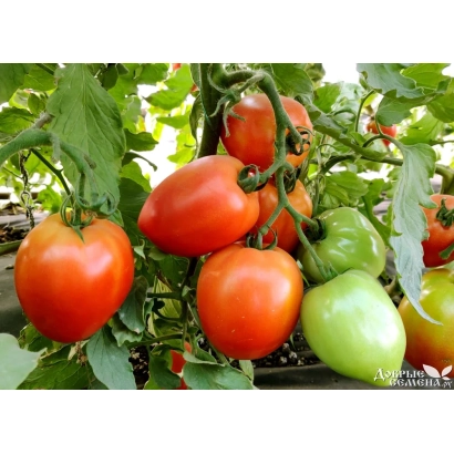 Красные и зеленые томаты на кусте - АРДЕНДО