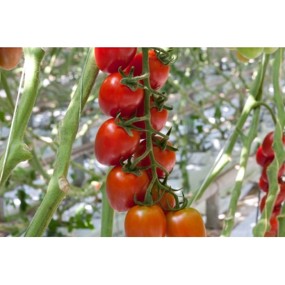 Спелые красные томаты на ветке - Ардилес