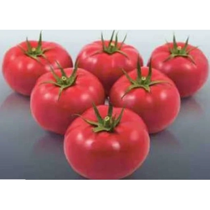 Red tomatoes on a light background - YARIMARU