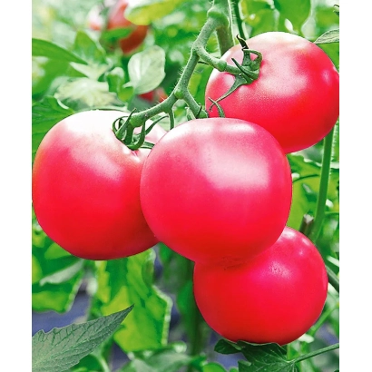Красные томаты сорта ЯРКАЯ МАЛИНКА на ветке - ЯРКАЯ МАЛИНОВКА