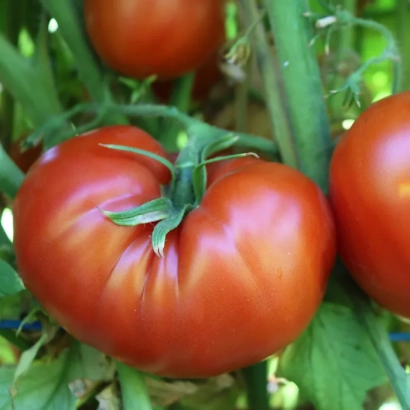 Крупный план красных помидоров на ветке - АРЛЕТТА